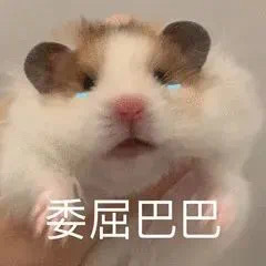 仓鼠表情包合集来啦，斗图用它准没错