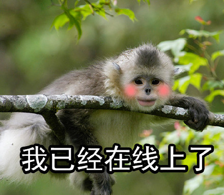 自带烈焰红唇的滇金丝猴表情包来啦