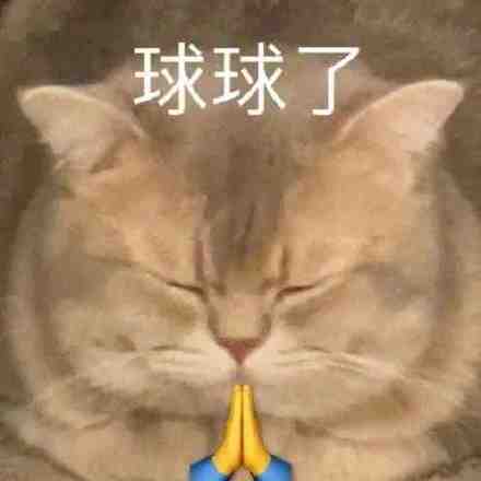 超实用猫猫表情包合集