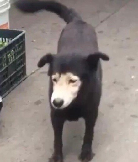 可爱又好笑！汪星人沙雕情侣头像合集