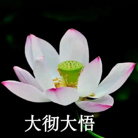 中老年佛系荷花表情包头像火了 主打松弛感治愈风