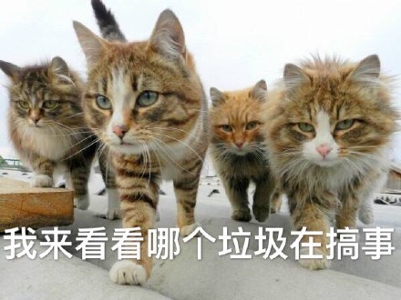 这款喵星人搞事表情包，斗图时直接拿捏气场