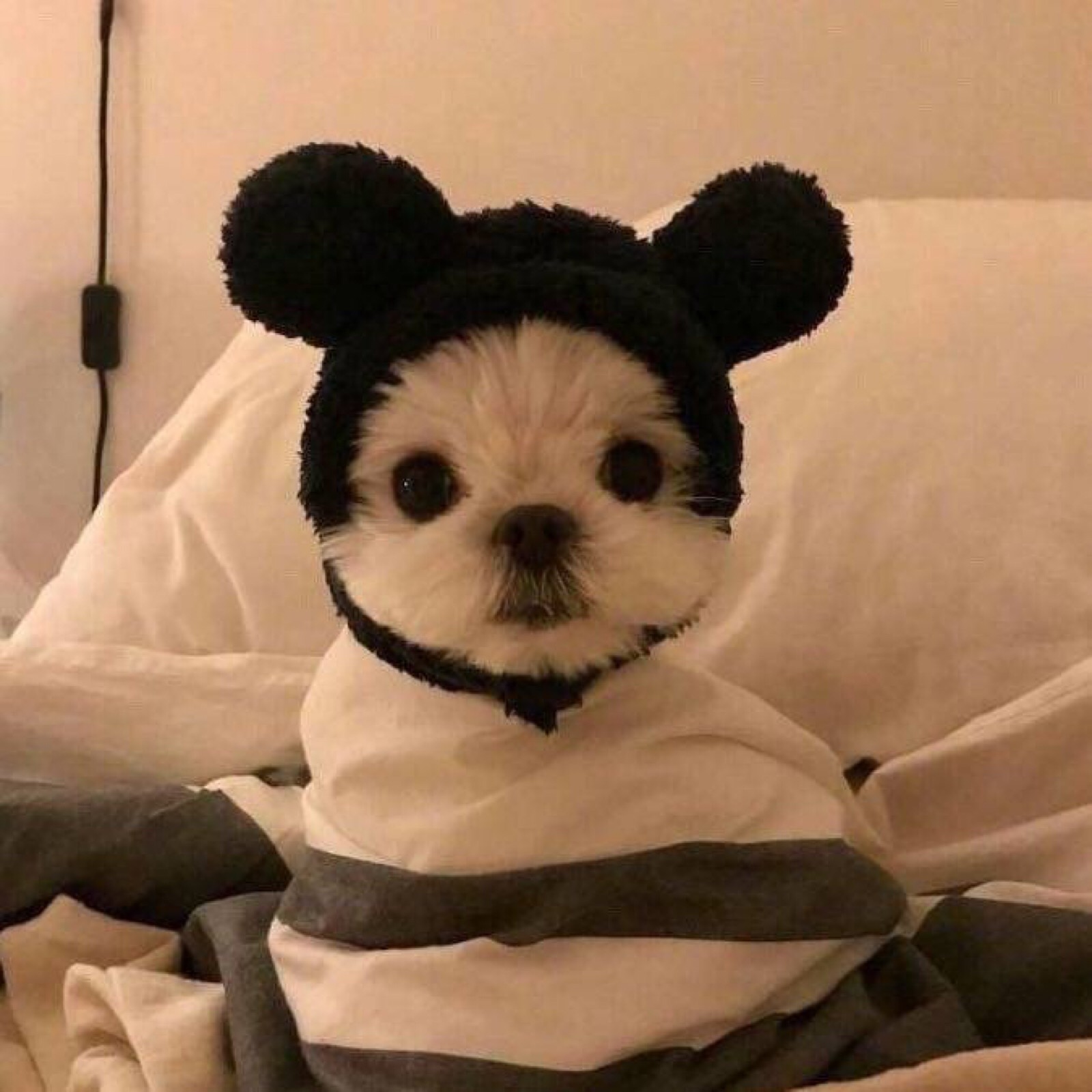 降温天必备！裹紧小被子表情包合集