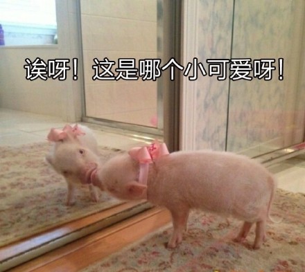 超治愈猪猪表情包合集来啦