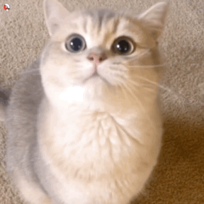 超实用！一组超萌猫咪动态表情包合集