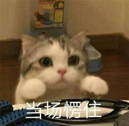 被萌化了！这套委屈巴巴的猫咪表情包太会撒娇了