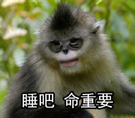 自带烈焰红唇的滇金丝猴表情包来啦