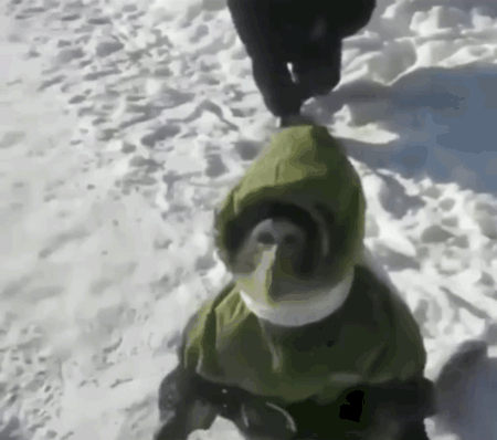 猴猴主题动图表情包合集来了