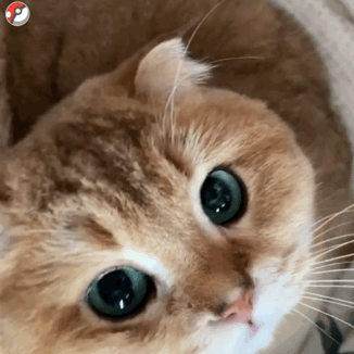 撸猫党狂喜！这套猫咪动图表情包直接戳中萌点