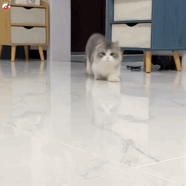 超实用！一组超萌猫咪动态表情包合集