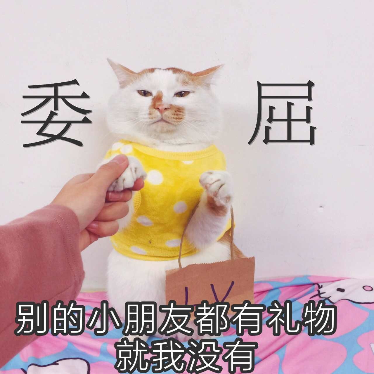 猫咪时装秀现场太可爱了