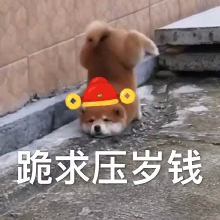 过年讨红包就用它！狗狗拜年表情包合集