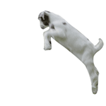 聊天斗图必备！超全小动物GIF动图表情包合集