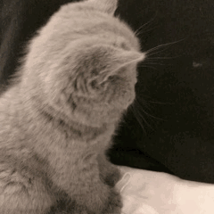 超治愈！可爱猫咪GIF动图表情包合集