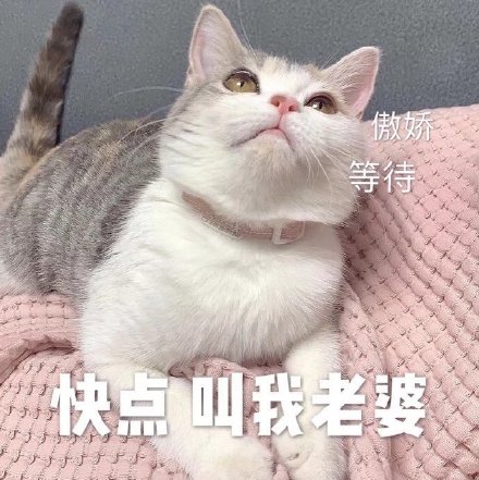 今天的猫猫斗图表情包来啦