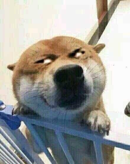 动物界歪头杀合集来啦，个个萌到心化