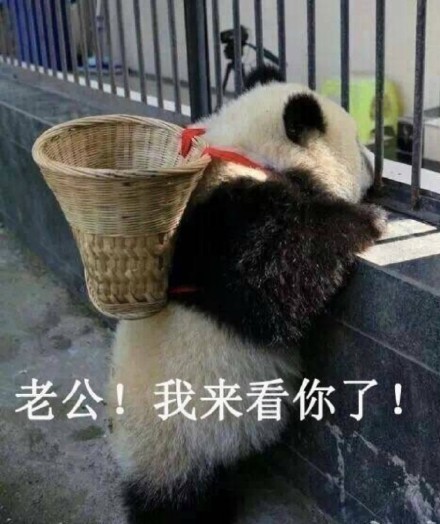 国宝大熊猫滚滚表情包来啦！