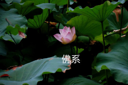 中老年佛系荷花表情包头像火了 主打松弛感治愈风