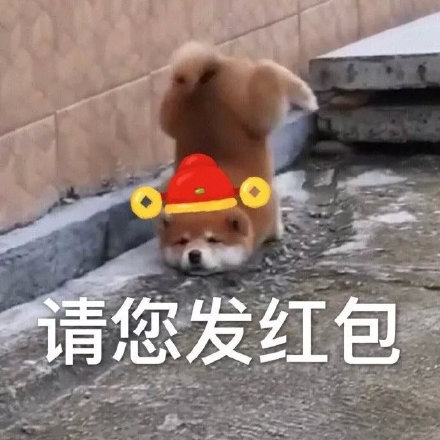 过年讨红包就用它！狗狗拜年表情包合集