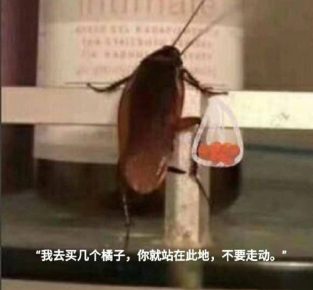 聊天斗图新选择！蟑螂表情包合集上线啦