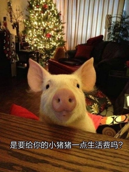 超治愈猪猪表情包合集来啦