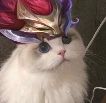 猫咪联名王者荣耀头像合集来啦