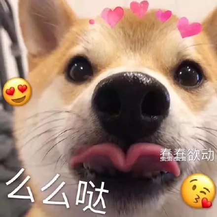 全网超全柴犬表情包合集来啦