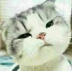 这只小猫咪歪头杀，看完心都化了