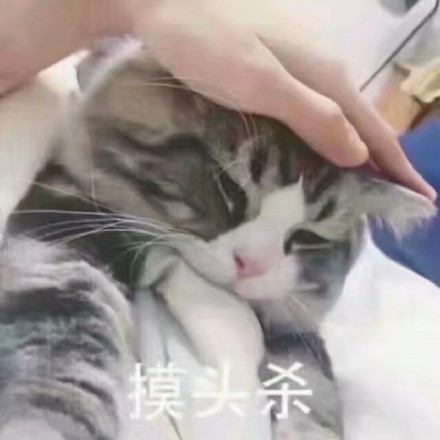 想找软乎乎的斗图素材？这套超萌喵星人表情包别错过