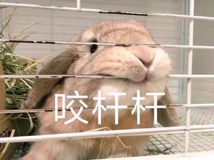 聊天斗图必备！这套兔兔表情包太好用了