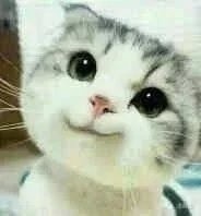 这只小猫咪歪头杀，看完心都化了