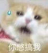 聊天斗图神器！猫狗高糊表情包合集来啦