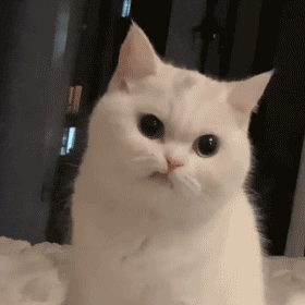 聊天斗图必备！撇嘴猫表情包合集