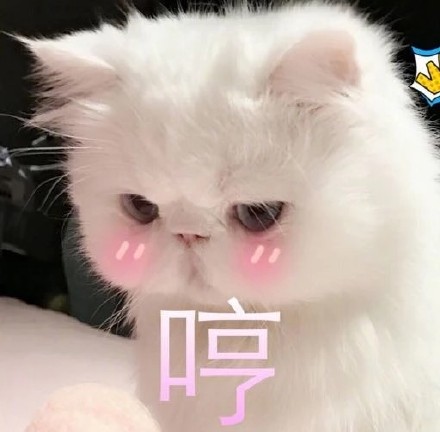 超治愈！一组软萌猫咪聊天表情包