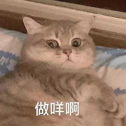 猫咪表情包合集来啦，斗图党快收好