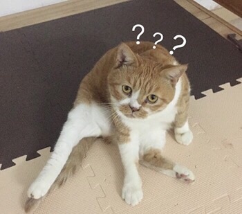 吵架没输过？这套生气猫咪表情包帮你拿捏情绪