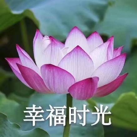 中老年佛系荷花表情包头像火了 主打松弛感治愈风