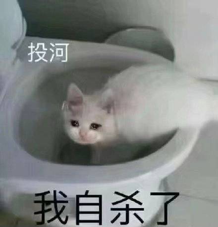 聊天斗图必备！猫猫狗狗表情包合集
