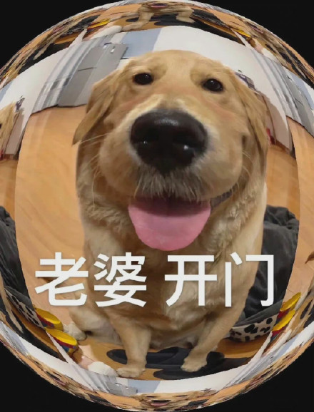 超甜修狗表情包！喊老婆开门、说我爱你都安排上了