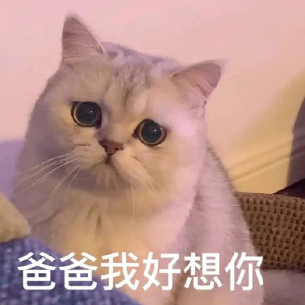 爸宝大嘴猫表情包来了 聊天斗图用得上