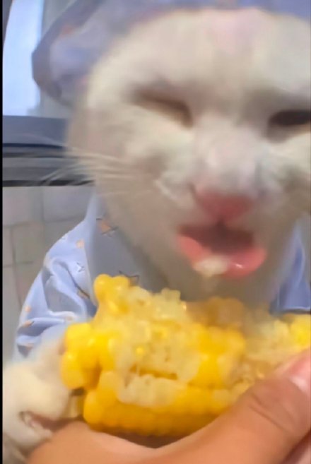 超火神经猫猫表情包合集