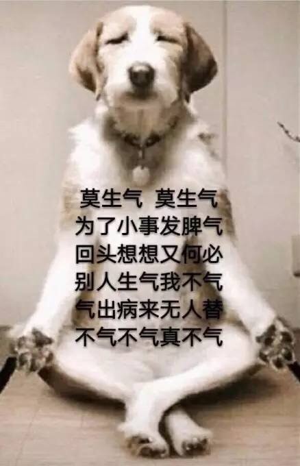 超火的狗狗表情包合集来啦