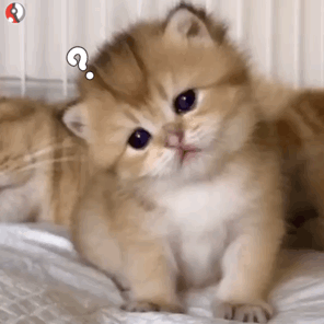 撸猫党狂喜！这套猫咪动图表情包直接戳中萌点