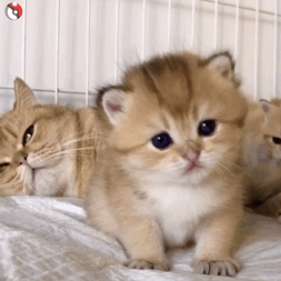 撸猫党狂喜！这套猫咪动图表情包直接戳中萌点