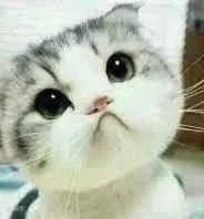这只小猫咪歪头杀，看完心都化了
