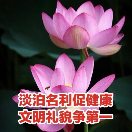 中老年佛系荷花表情包头像火了 主打松弛感治愈风