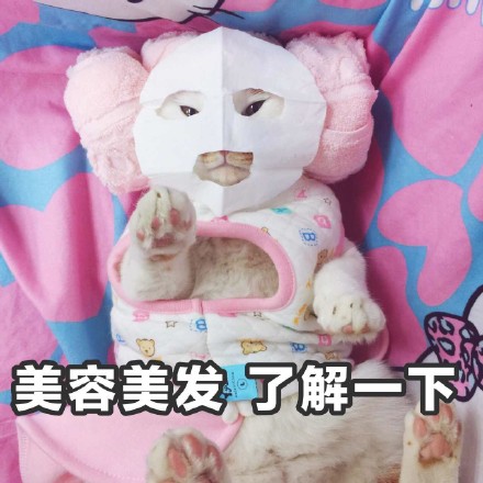 猫咪时装秀现场太可爱了