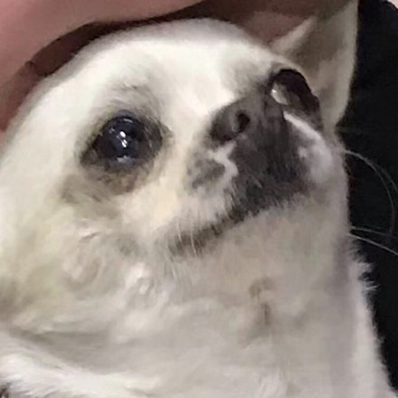 吉娃娃专属表情包合集来啦