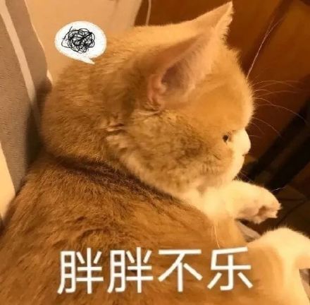 猫咪表情包合集来啦，斗图党快收好