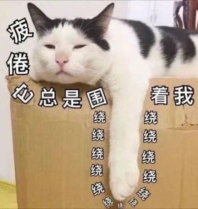 铲屎官看过来！这套猫猫表情包太会整活了